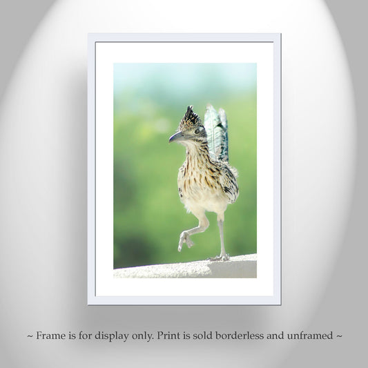Roadrunner Bird Art Print | Tucson Arizona Desert Wildlife Photo