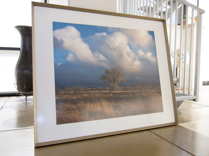 Cottonwood Tree Art Print of Arivaca Arizona Wetlands | Tucson Arizona