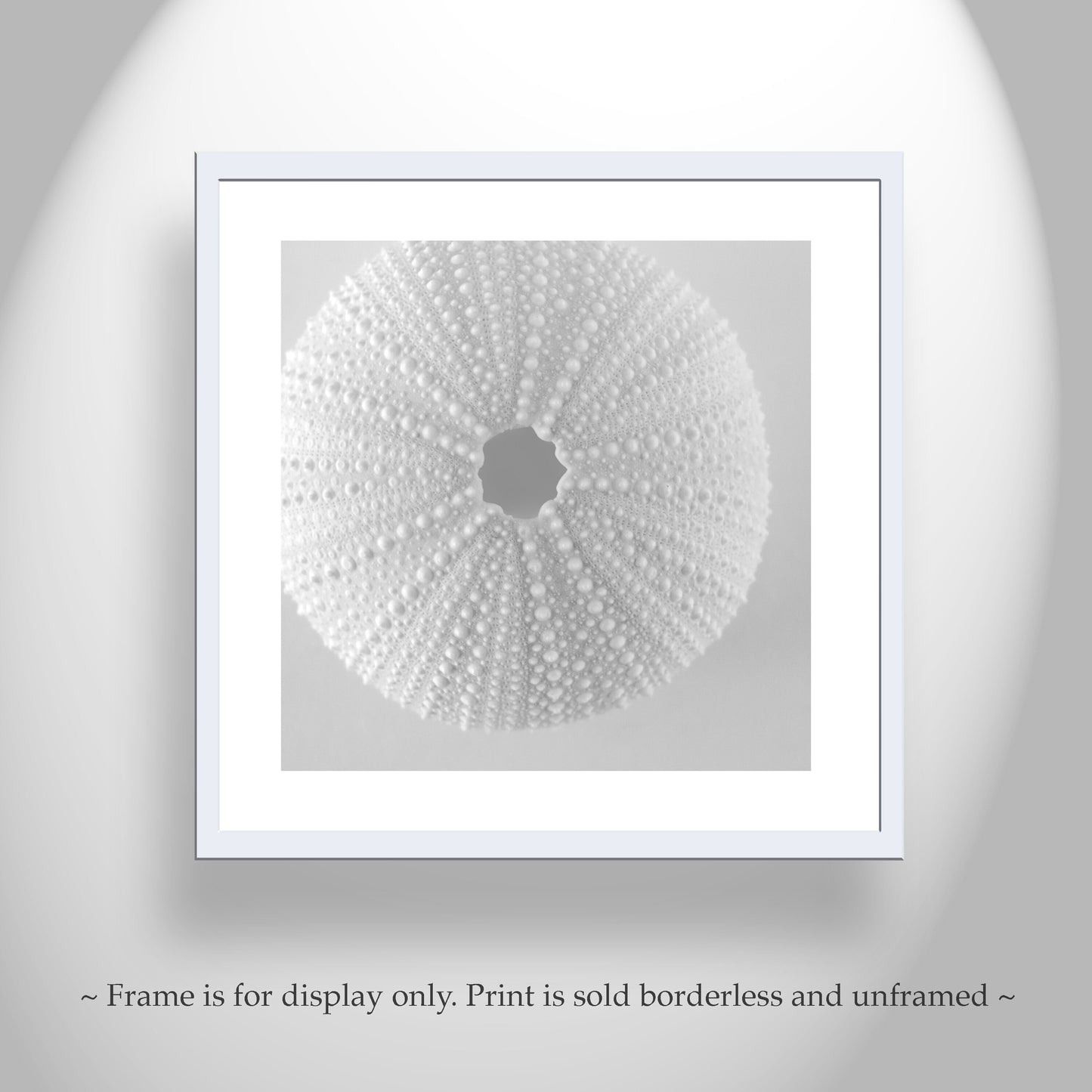 Sea Urchin Wall Art in White on White For Bathroom or Home