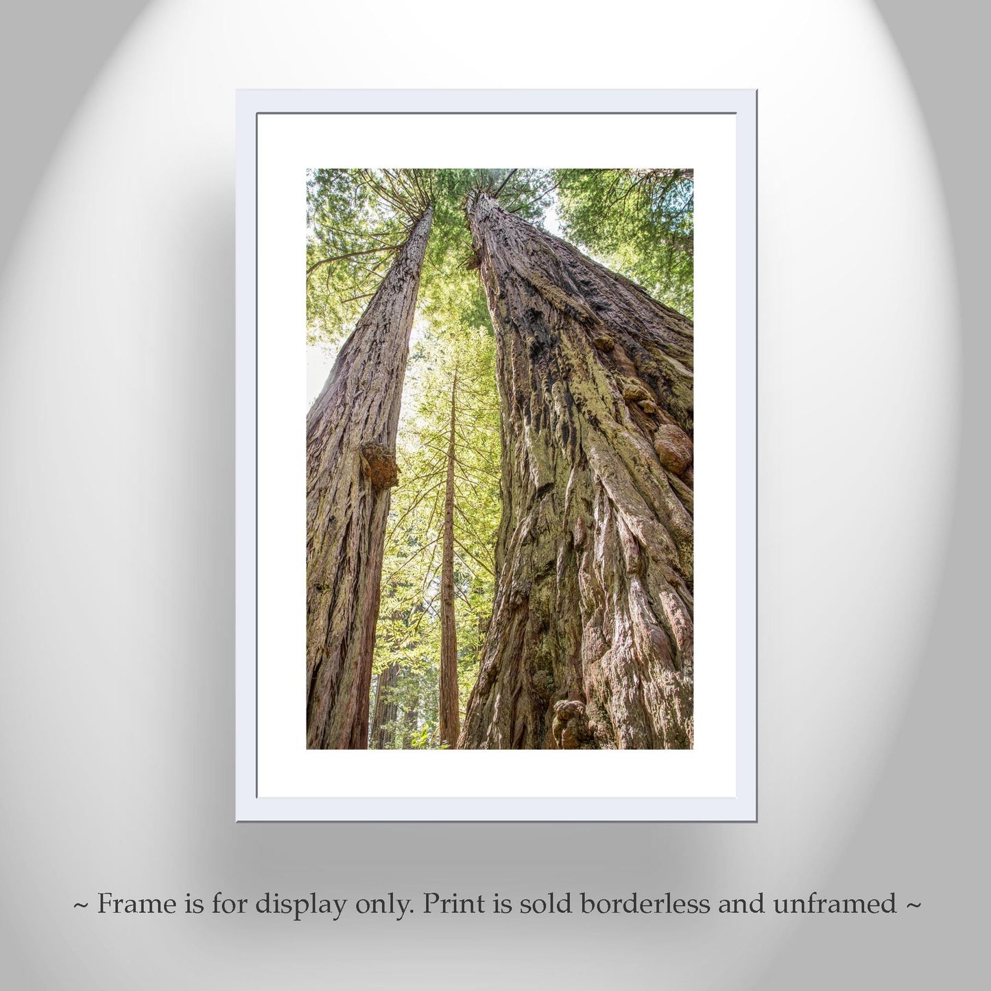 Big Basin Santa Cruz Redwood Forest Art – Vertical Tree Photo