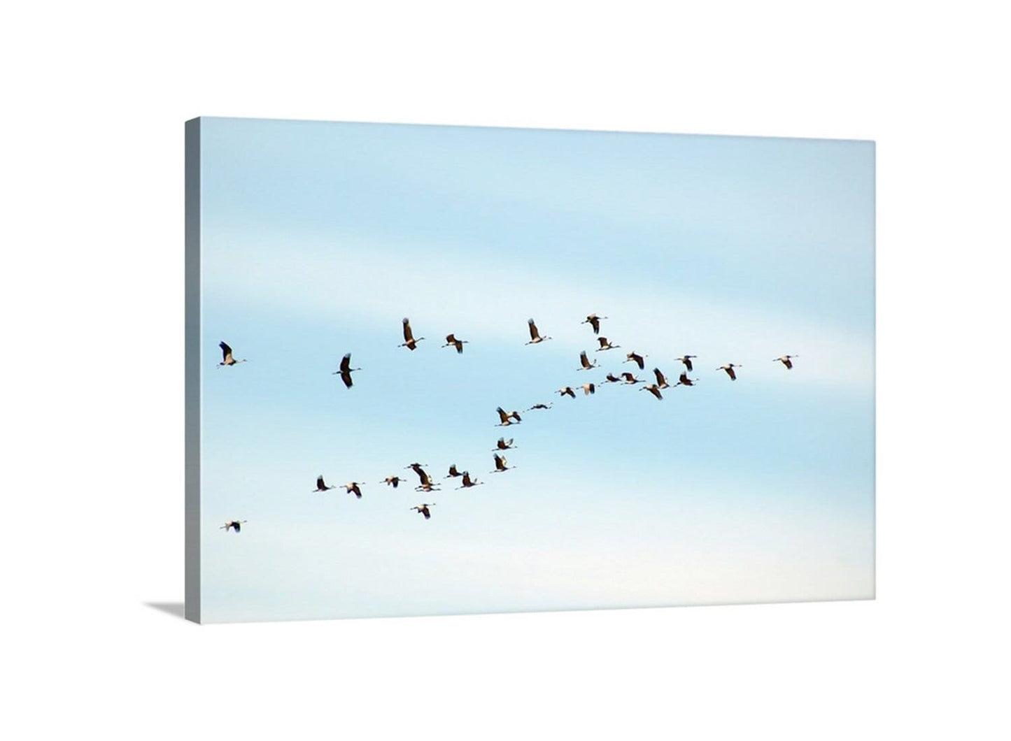 Flying Sandhill Cranes – Southern Arizona Wildlife Fine Art Print