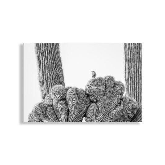 A black and white photograph of a bird perched on a cactus, with the cactus's spines and branches prominently featured. Cactus Wren on Crested Saguaro | Black & White Tucson Arizona Art