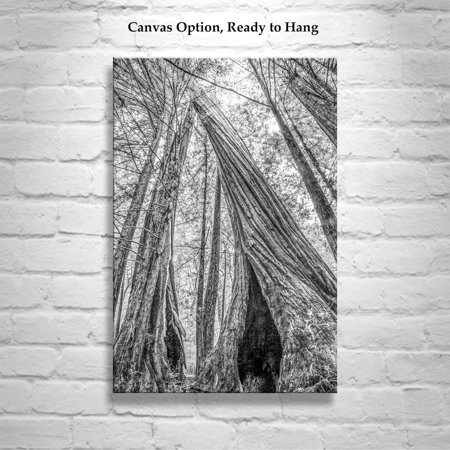 Santa Cruz Redwoods Wall Art – Big Basin Black and White Artwork