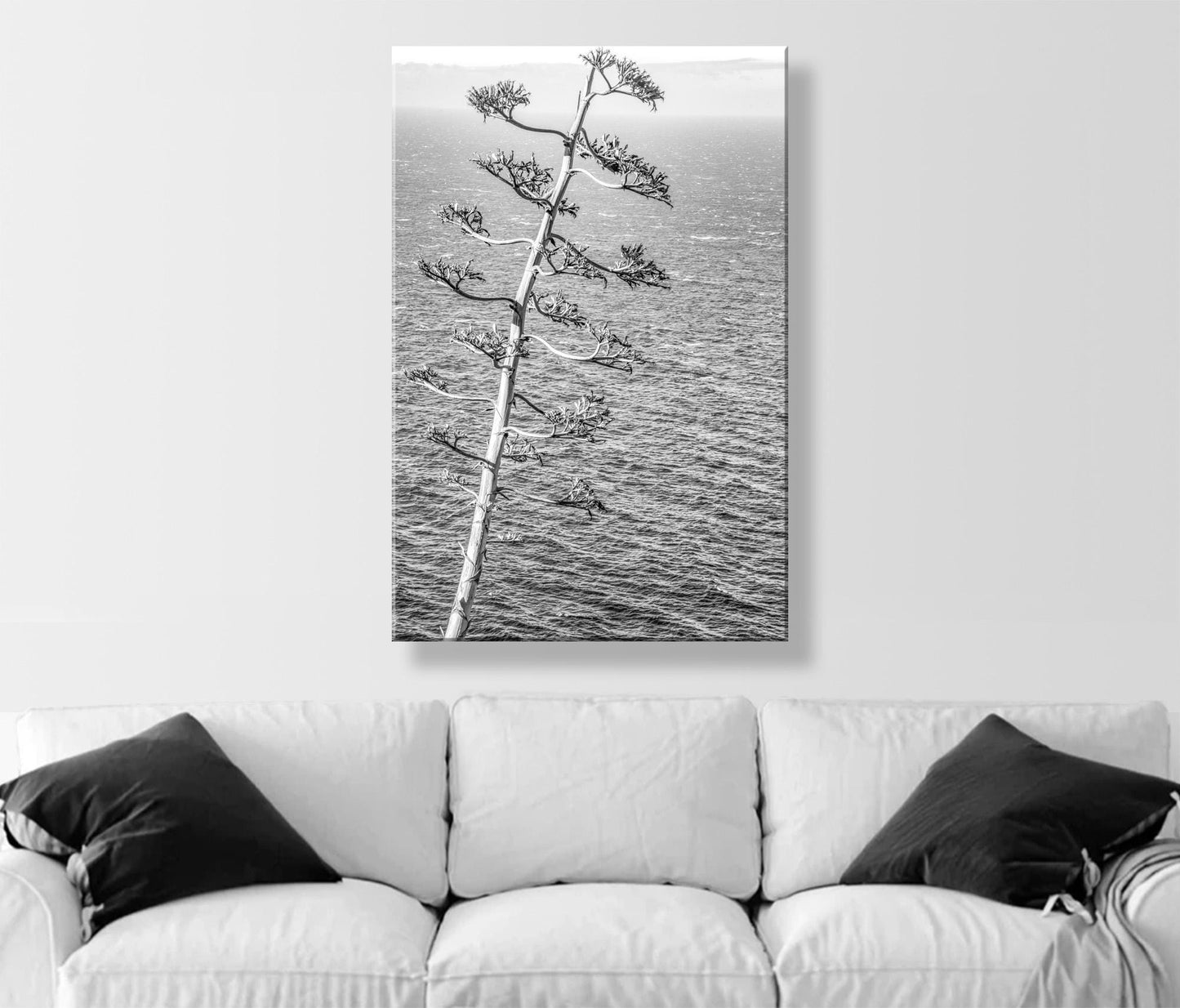 Big Sur Agave Black and White Big Sur Photograph on California Coast
