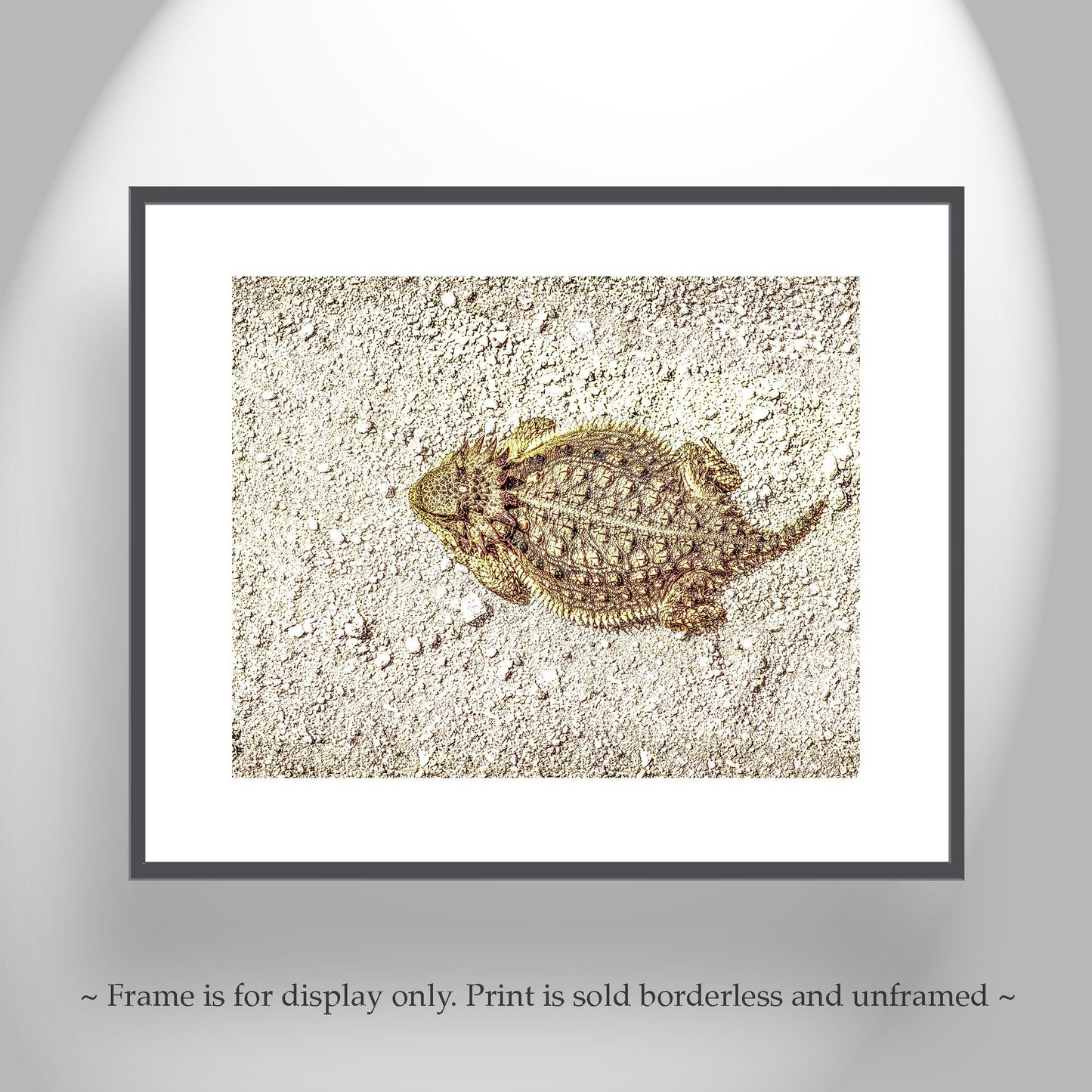 Desert Horned Lizard Wall Art | Arizona Wildlife Art Print