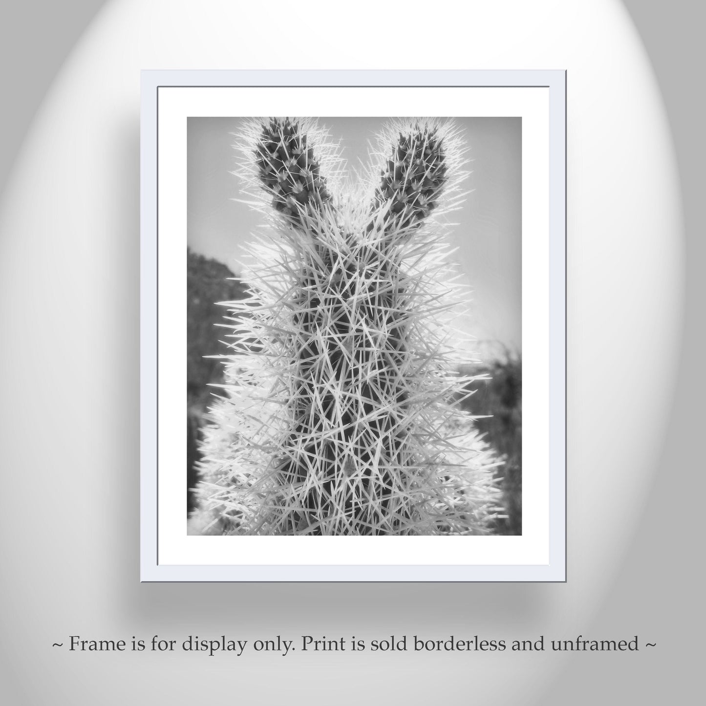 Tucson Arizona Cholla Cactus Art – Fine Art Southwestern Desert Art
