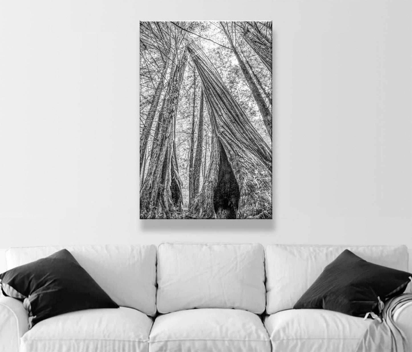 Santa Cruz Redwoods Wall Art – Big Basin Black and White Artwork