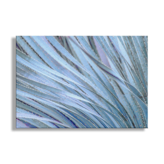 The image is a close-up of a blue-green agave plant with long, thin leaves arranged in a repeating pattern.