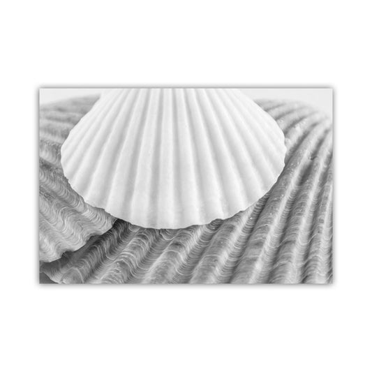 A close-up black and white photograph of a white seashell resting on a textured surface. Black & White Seashells Wall Decor - Bathroom Art Print Gift