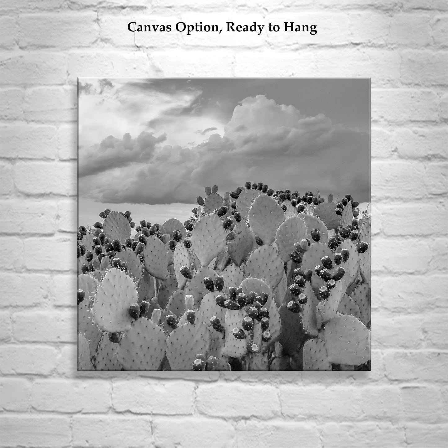 Cactus Art Print – Arizona Prickly Pear Photo in Black and White