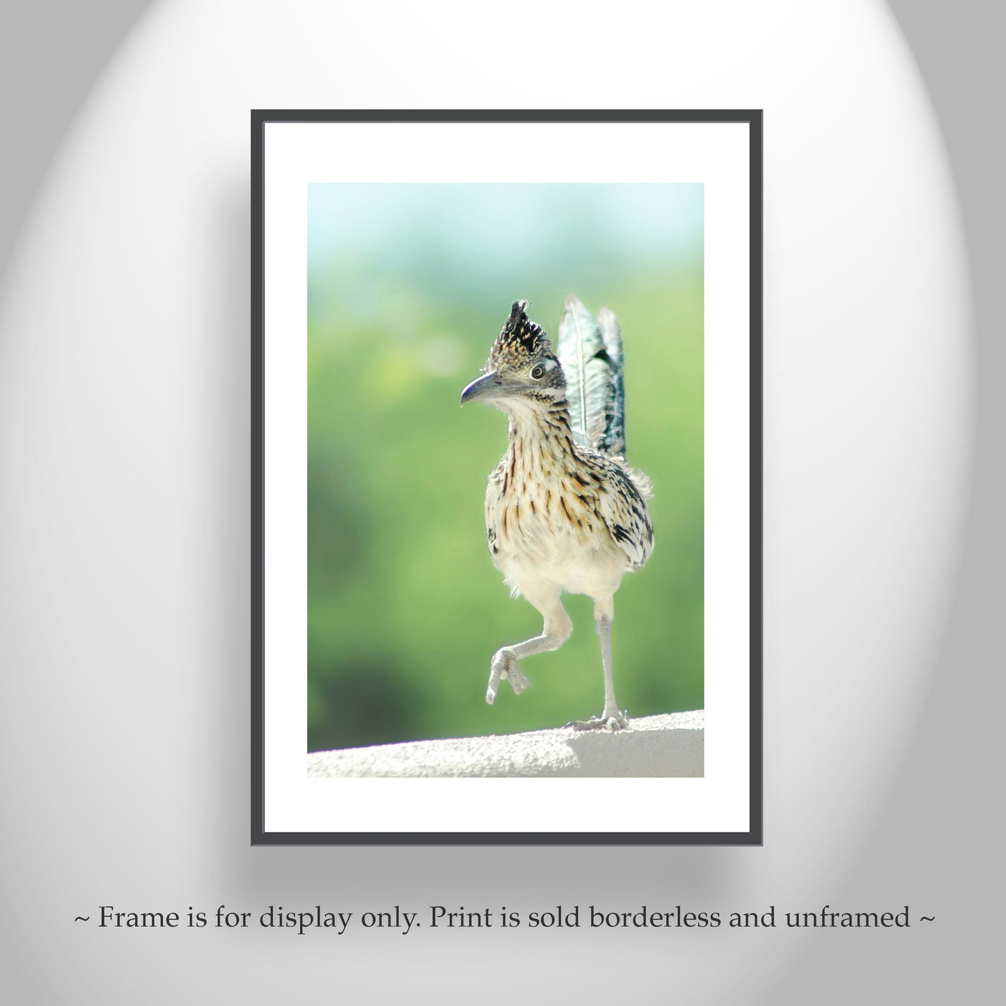 Roadrunner Bird Art Art by Murray Bolesta