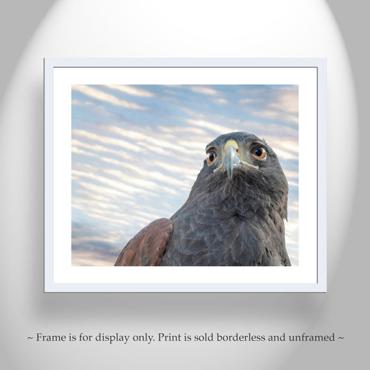 Harris Hawk on Saguaro Print | Tucson Arizona Desert Bird Art