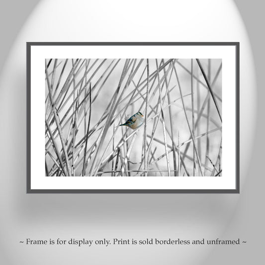 Sparrow Bird Art Print with Wetlands Reeds and Cattails - Arivaca Arizona