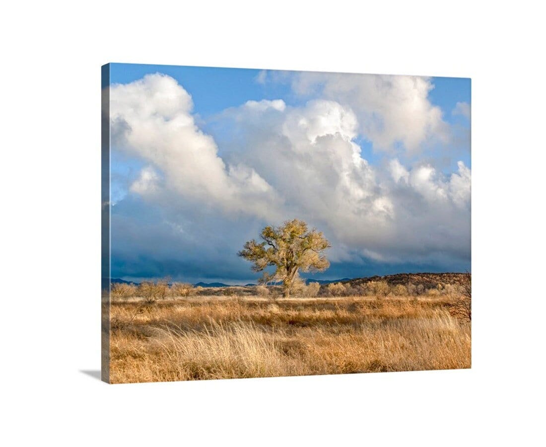 Cottonwood Tree Art Print of Arivaca Arizona Wetlands | Tucson Arizona