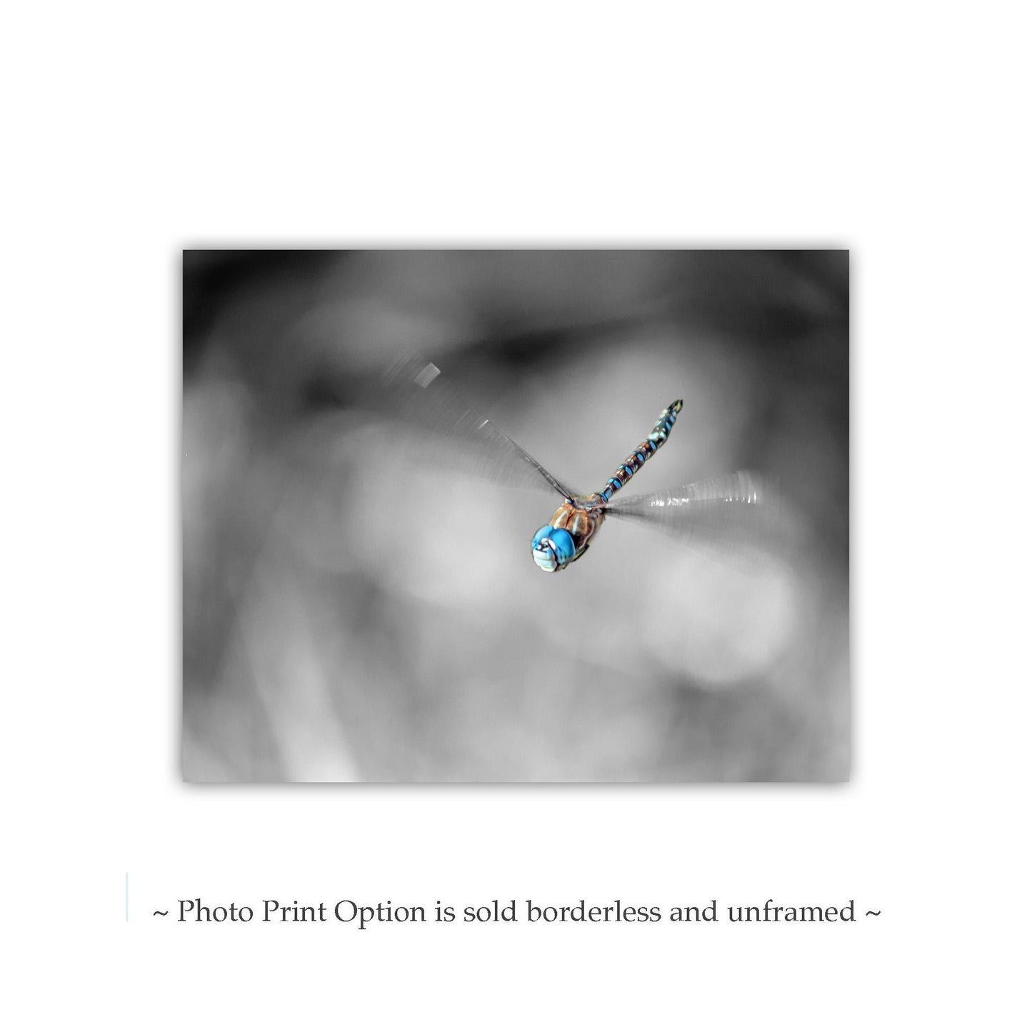 Flying Dragonfly Print | Black and White Insect Fine Art