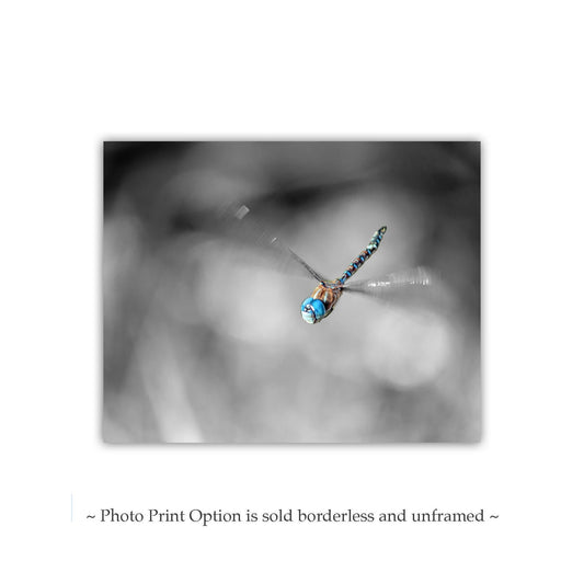 Flying Dragonfly Print | Black & White Insect Fine Art Photo
