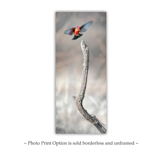 Vermilion Flycatcher in Flight | Arivaca Arizona Red Bird Art