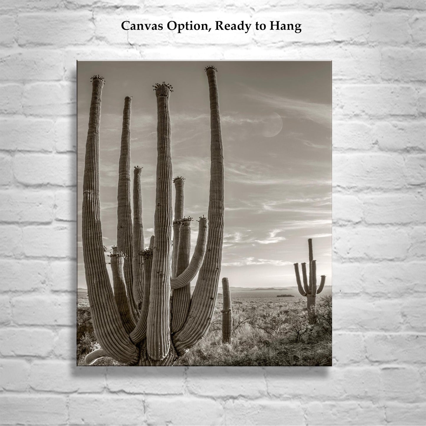 Cactus Picture with Southwestern Landscape and Desert Moon | Tohono O'odham Tucson Arizona