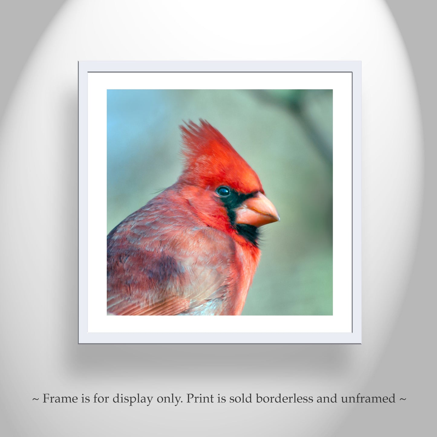 Red Cardinal Bird Art Print | Male Cardinal Bird | Madera Canyon Az