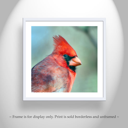 Male Cardinal Bird Print | Madera Canyon Arizona Red Bird Art