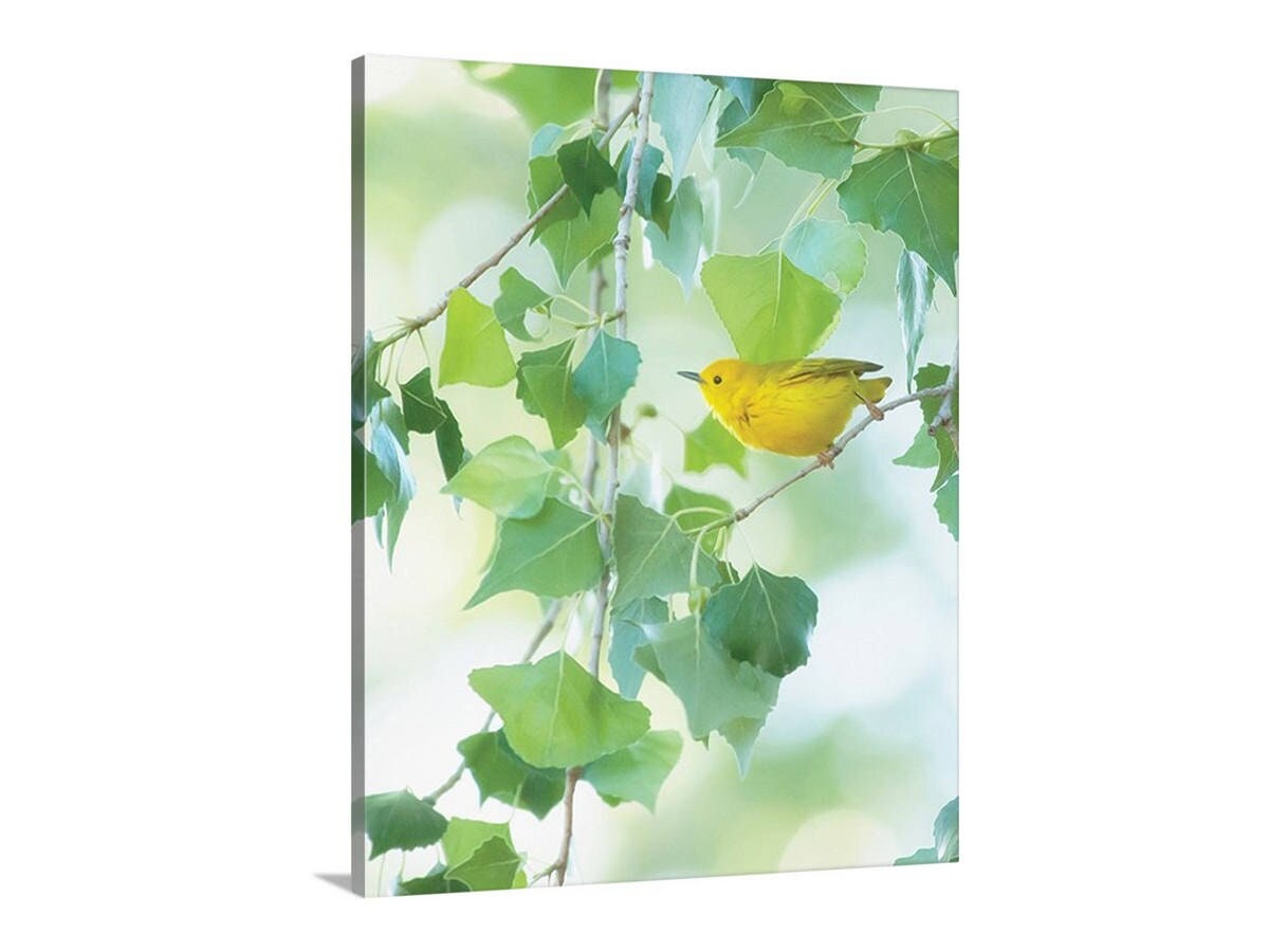 Yellow Warbler Bird Photo Nature Print in Pastel Green and Yellow