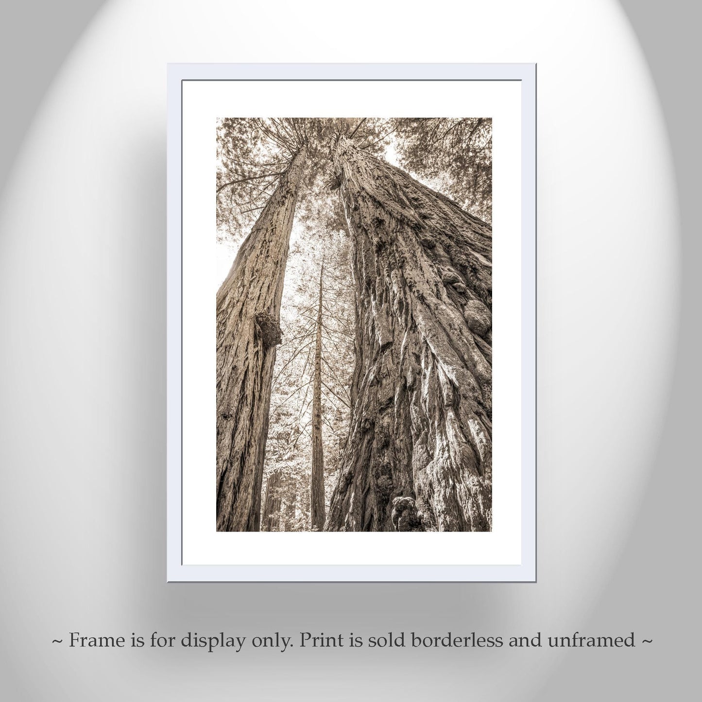 Big Basin Santa Cruz Redwood Forest Art – Sepia Vertical Tree Photo