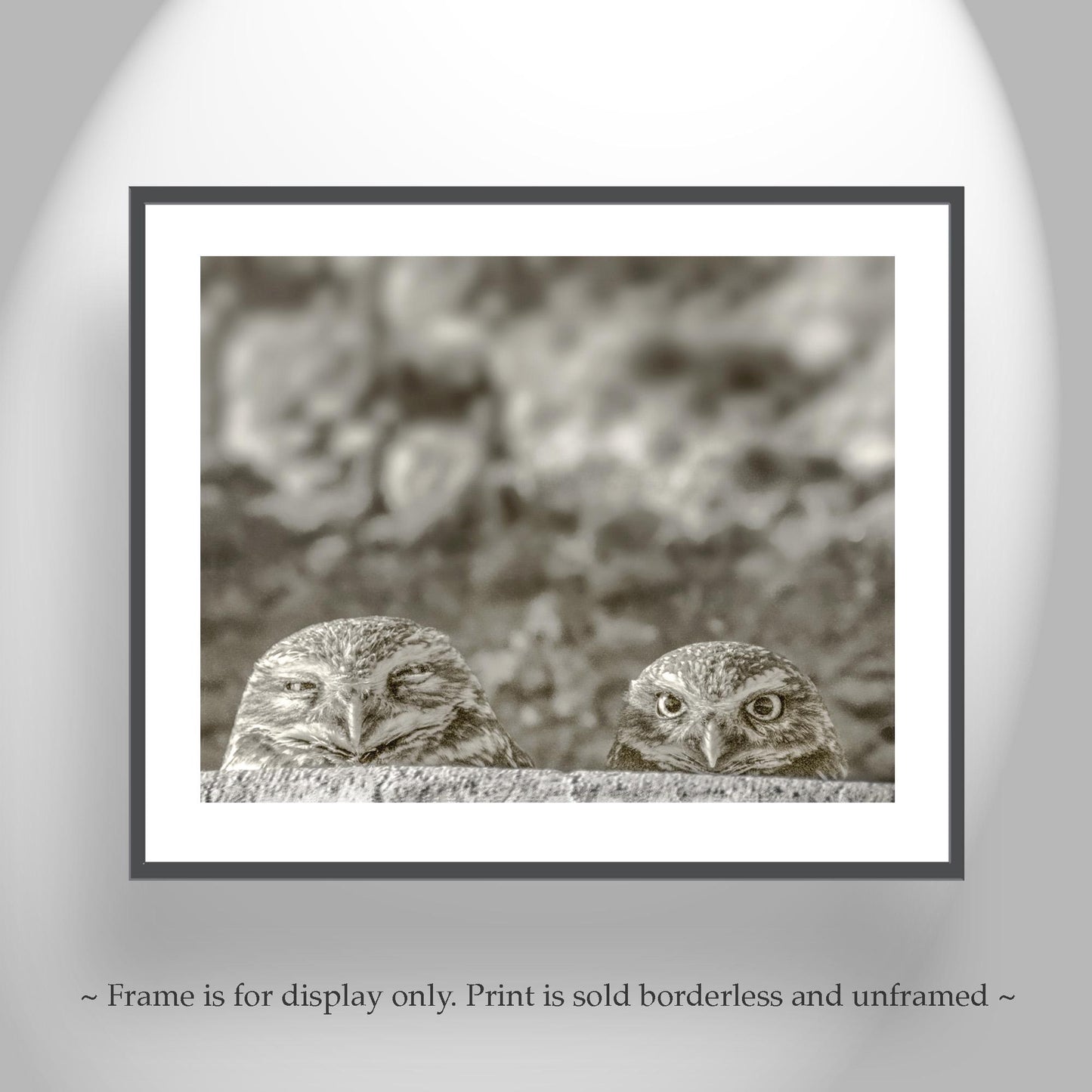 Burrowing Owl Wall Art – Tucson Arizona Wildlife Bird Photo Print