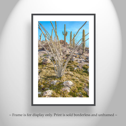 Ocotillo Saguaro Cactus Art – Tucson Arizona Spring Desert Wall Print