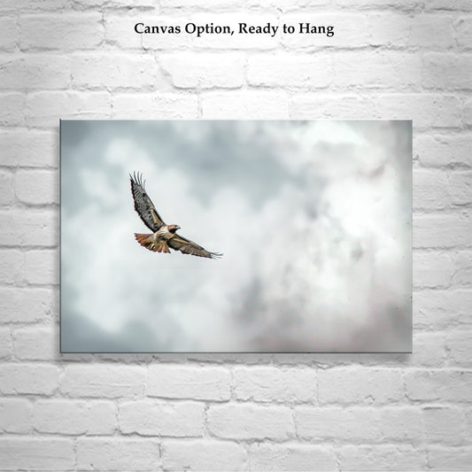 Red Tailed Hawk in Flight Print | Western Bird Wildlife Photography