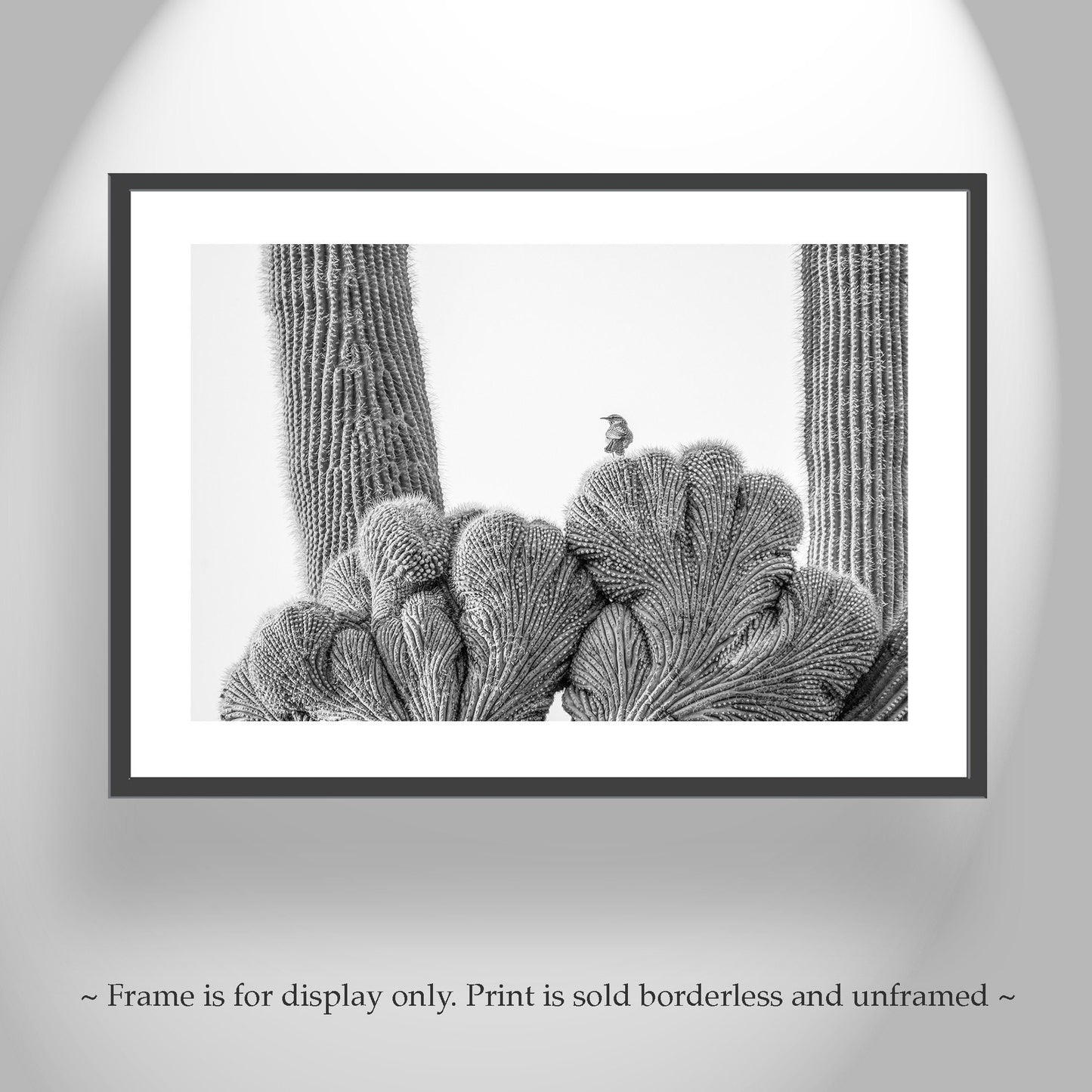 Cactus Photography in Black and White with Wren Bird in Southwestern Desert | Tucson Arizona Wall Art