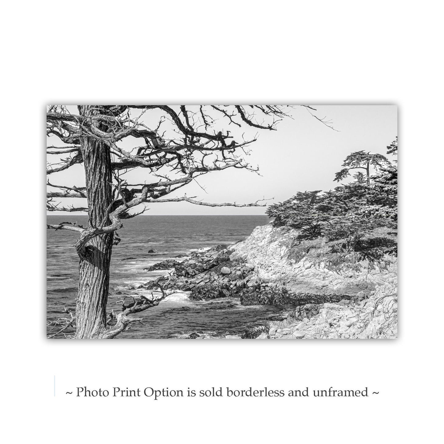 Monterey Cypress Black and White Carmel by the Sea Wall Decor