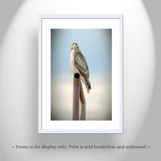 Red Tail Hawk on Fence Print | Tucson Arizona Wildlife Bird Art
