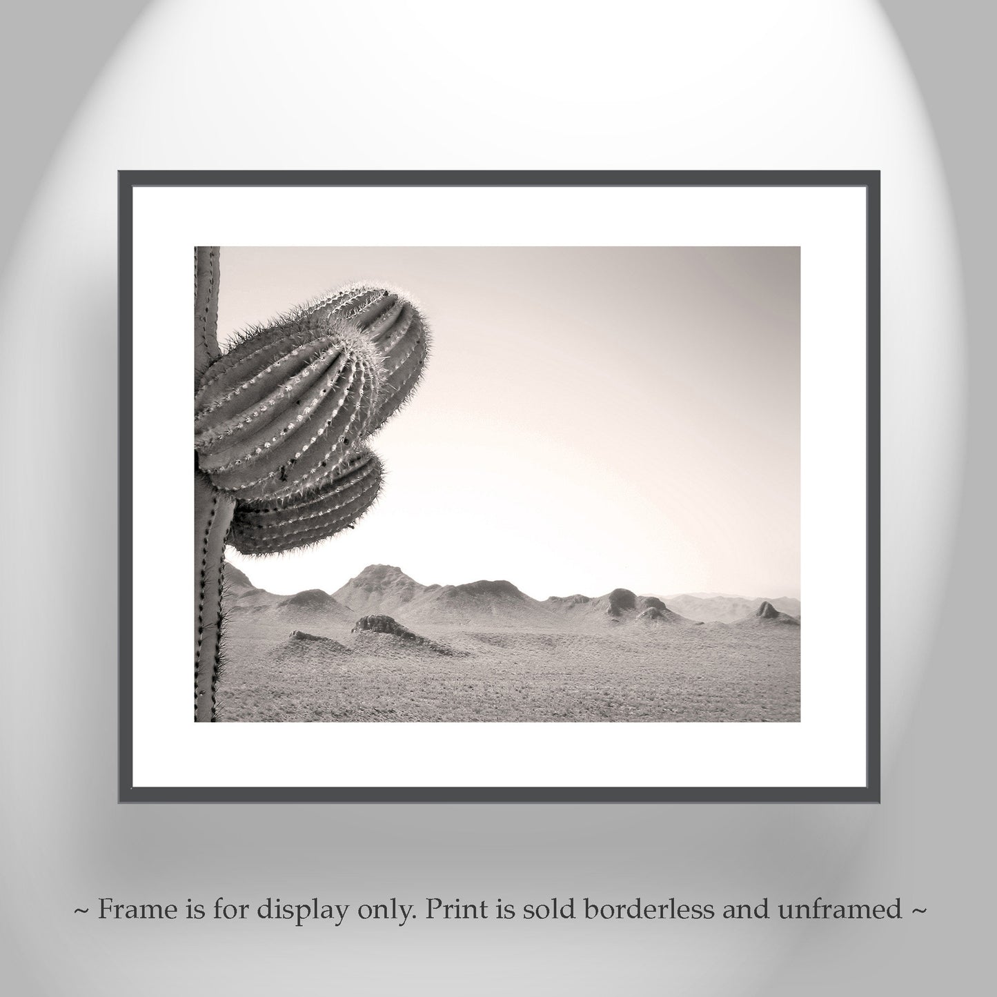 Cactus Photography with Arizona Sonoran Desert Landscape