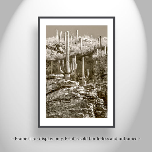 Catalina Mountains Saguaro Cactus Art | Tucson Sepia Canyon Print