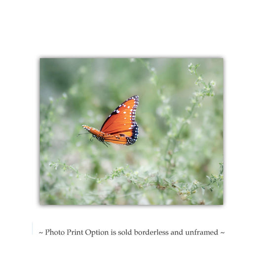 Queen Butterfly in Flight Art - Arizona Nature Photography Print