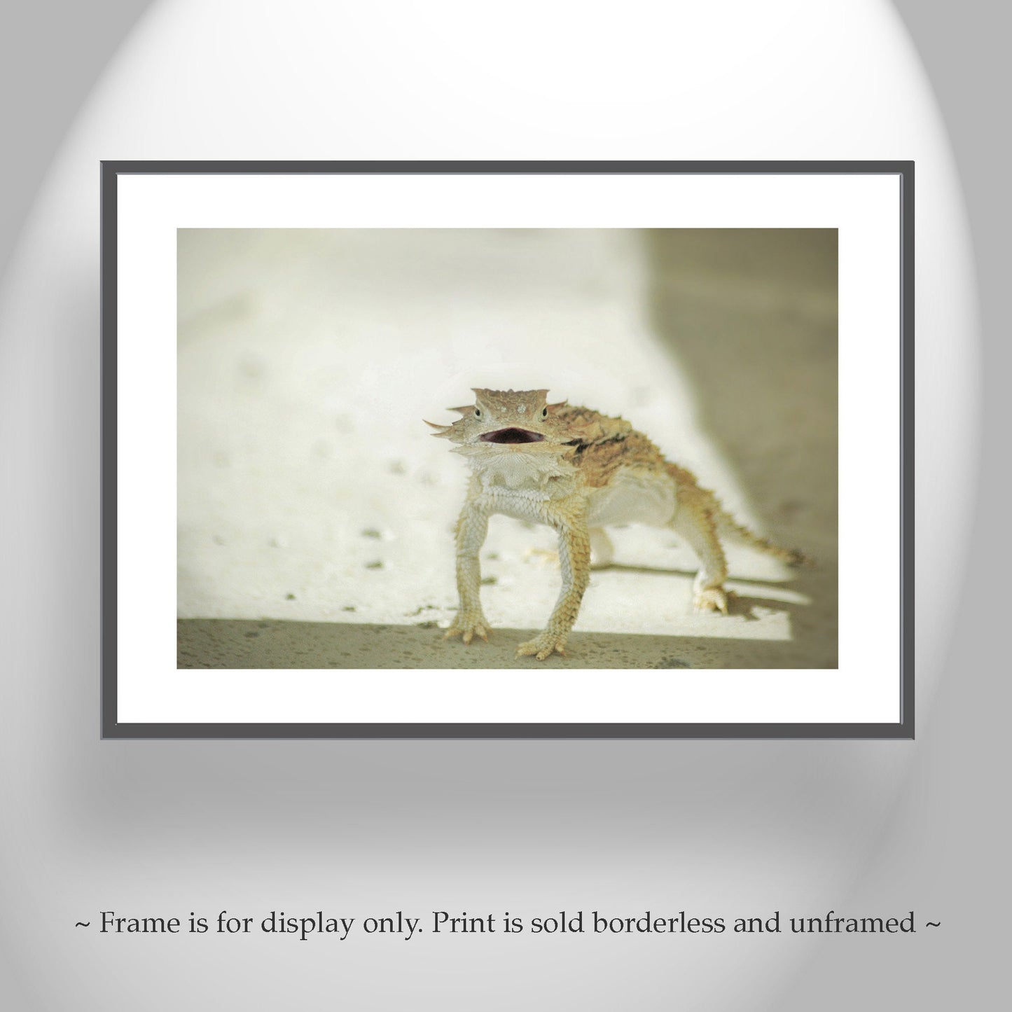 Horned Lizard Wall Art | Arizona Desert Reptile Wildlife Wall Decor