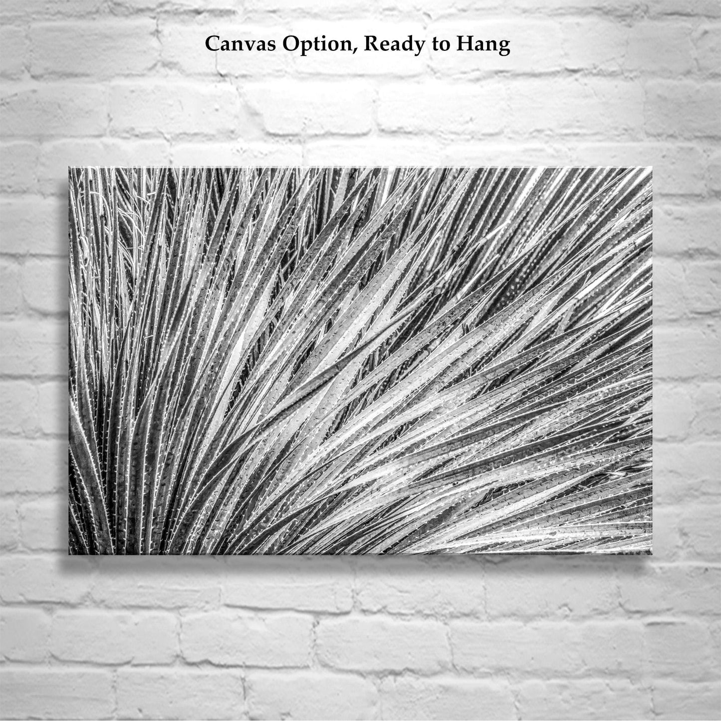 Black and White Agave Print – Fine Art Desert Photography