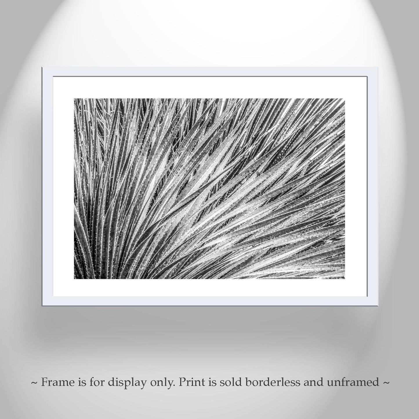 Black and White Agave Print – Fine Art Desert Photography
