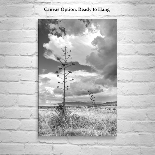 Arizona Monsoon Landscape Art - Black and White Century Plant Desert Print