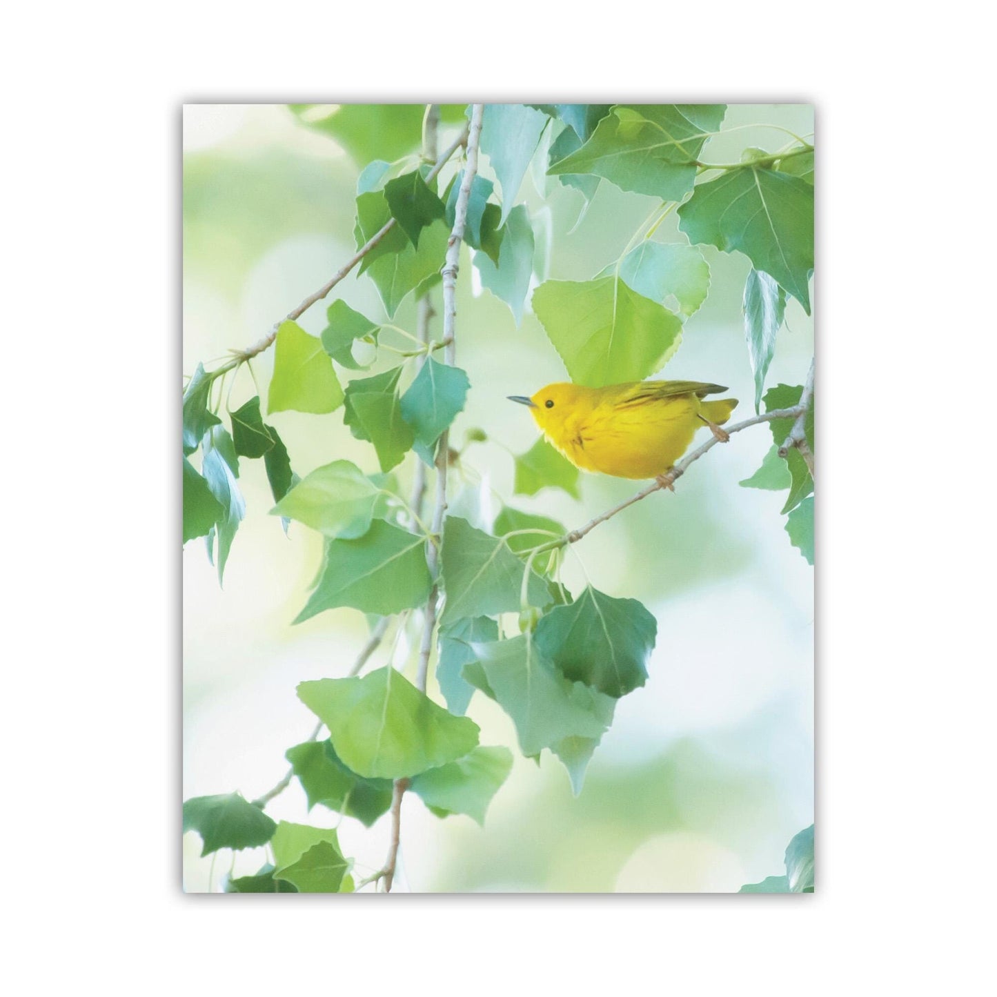 Yellow Warbler Bird Photo Nature Print in Pastel Green and Yellow