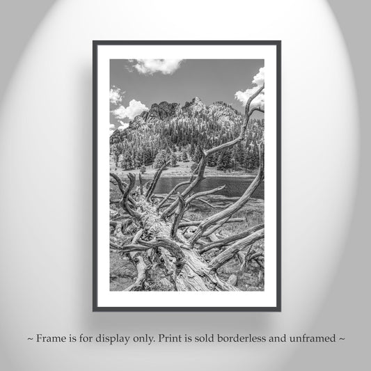 Colorado Lily Lake Art - Black & White Rocky Mountain Print