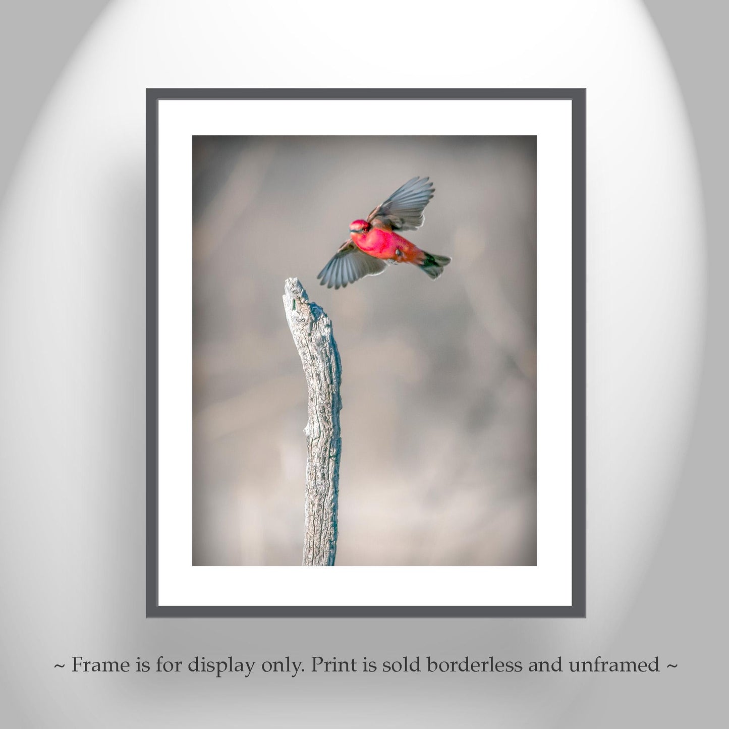 Vermilion Flycatcher Bird Art Print | Arivaca Cienega Arizona