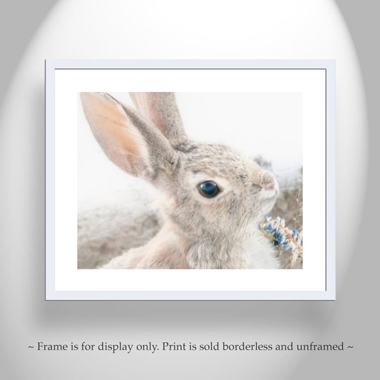 Wild Cottontail Bunny Art - Arizona Desert Wildlife Wall Print
