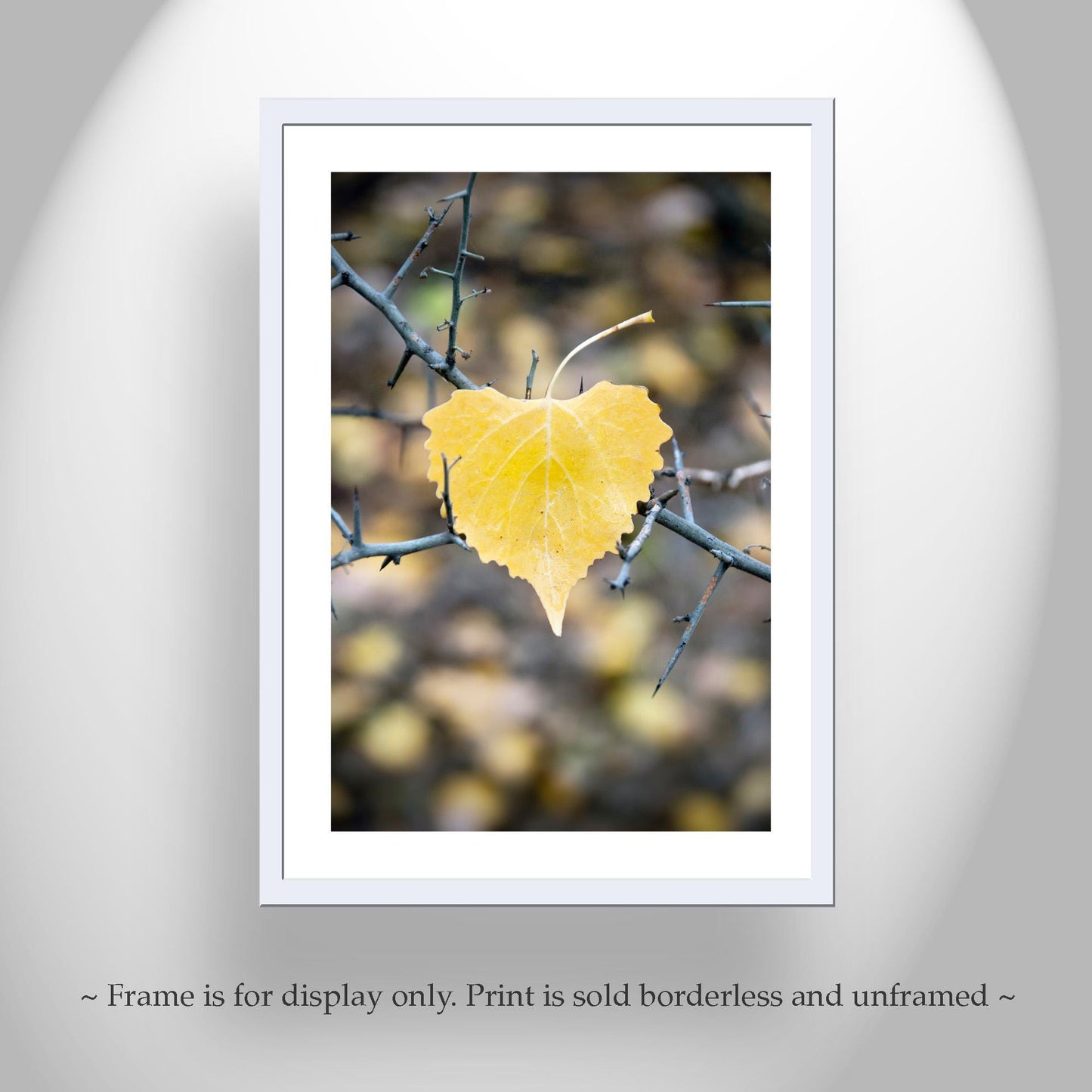 Autumn Cottonwood Leaf Wall Art | Arivaca Creek Arizona Abstract Nature