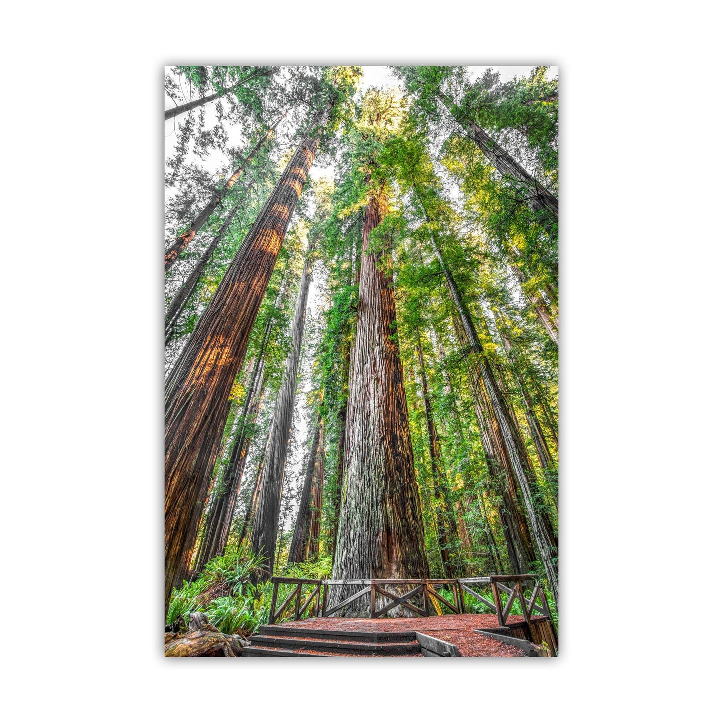 Stout Grove Artwork Print – Jedediah Smith Redwoods Decor | Vertical Art