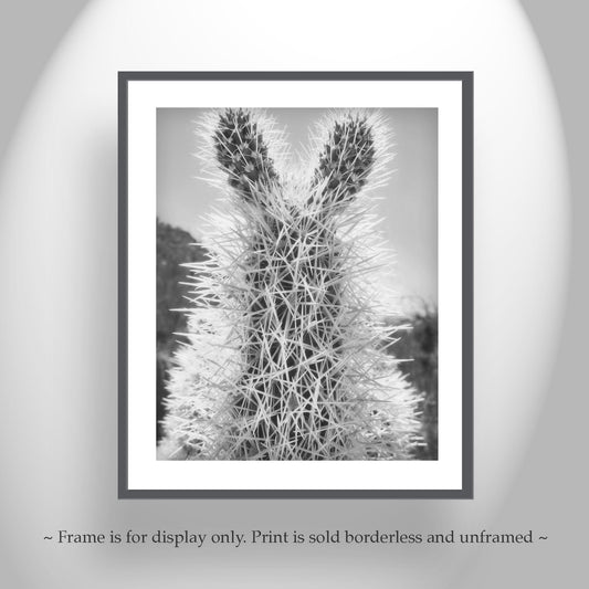 Cholla Cactus Art Print Black & White – Tucson Arizona Desert Botanical