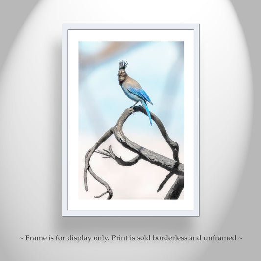 Stellar's Jay Bird Art Print | Minimalist Blue Bird Wall Decor