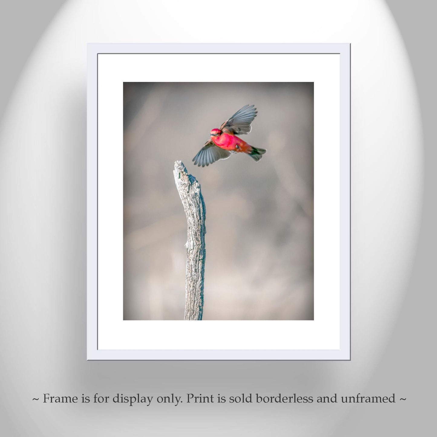 Vermilion Flycatcher Bird Art Print | Arivaca Cienega Arizona