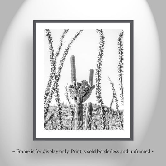 Crested Cactus and Ocotillo Art | Tucson Arizona Black & White