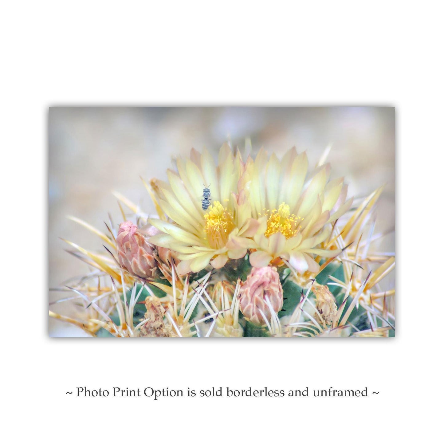Pink Cactus Flower Art with Bee | Tucson Arizona Botanical Wall Print